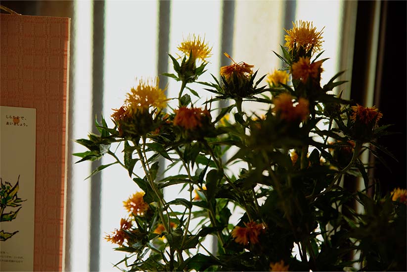 工房内に生けられた紅花